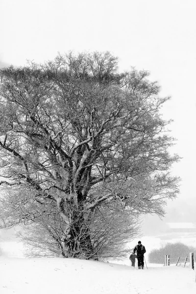 Przyroda zimą — Zdjęcie stockowe