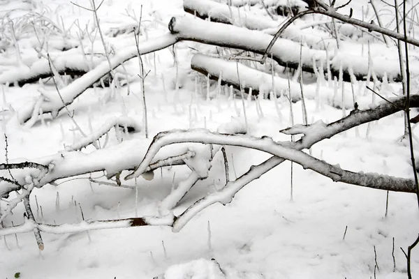 Příroda v zimě — Stock fotografie