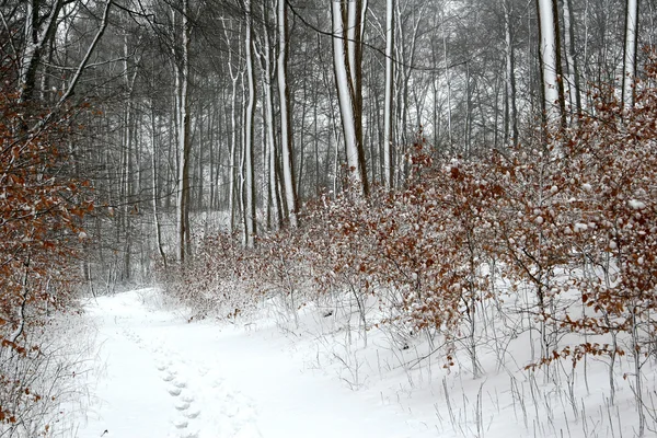 Φύση το χειμώνα — Φωτογραφία Αρχείου