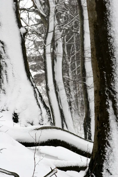 冬の自然 — ストック写真