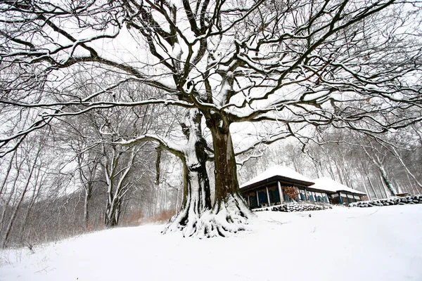 Природи в зимовий період — стокове фото