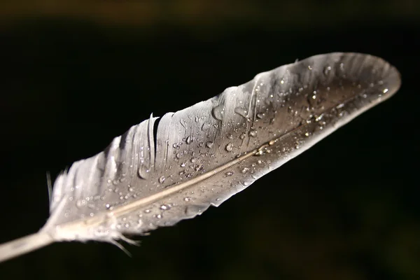 Stock image Feather