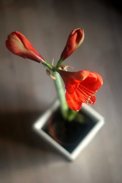 Blomma närbild — Stockfoto