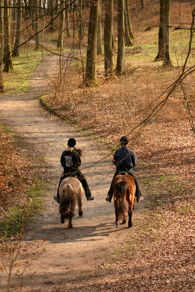 Jezdecké koně — Stock fotografie