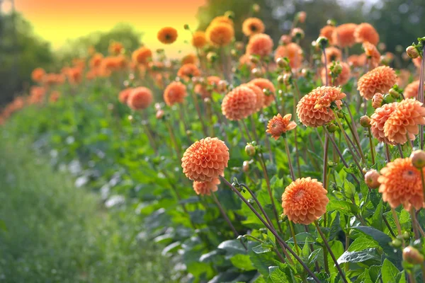 Flores — Foto de Stock