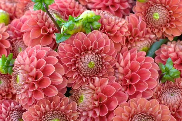 Flores — Foto de Stock