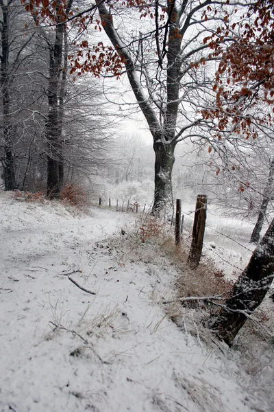 冬天的自然 — 图库照片