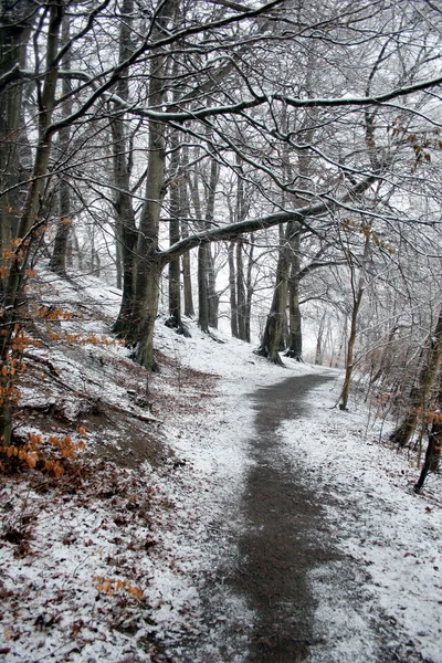 Natura iarna — Fotografie, imagine de stoc