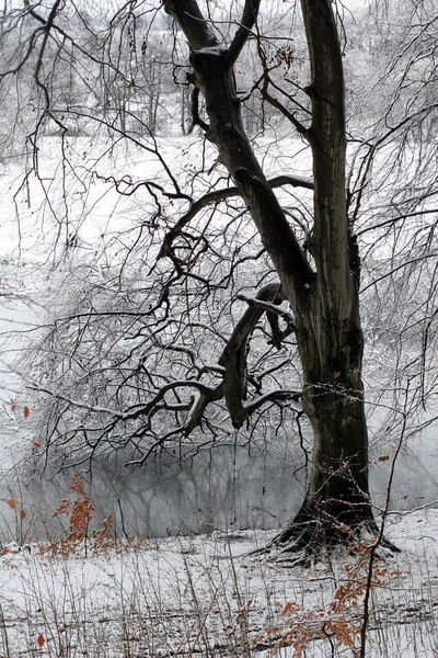 Датская зима — стоковое фото