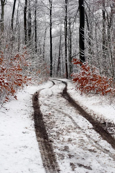 Iarna daneză — Fotografie, imagine de stoc