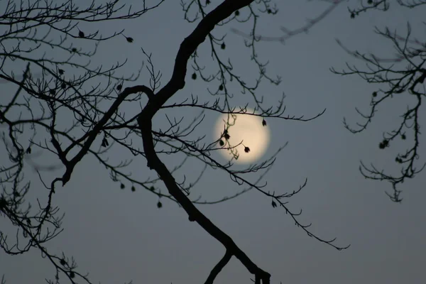 Lua & árvore — Fotografia de Stock