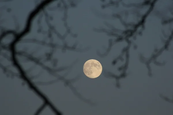 Luna e albero — Foto Stock