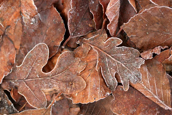 Winter leaves — Stock Photo, Image