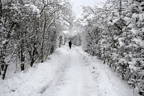 Danish winter — Stock Photo, Image