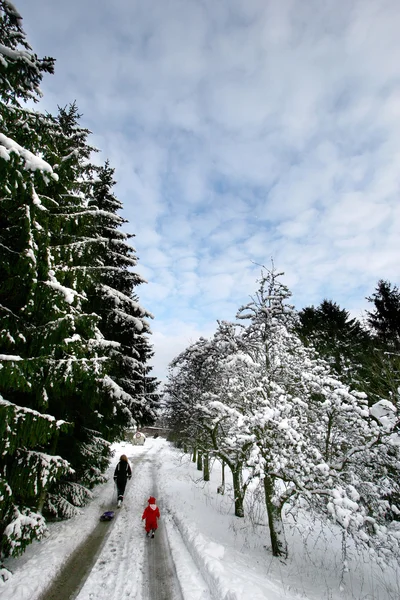 Noel ormanı — Stok fotoğraf