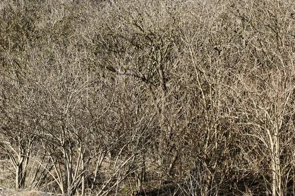 stock image Trees and forest