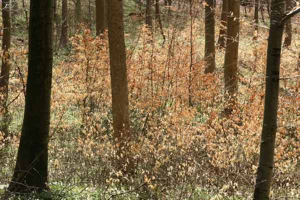 Árboles y bosque — Foto de Stock