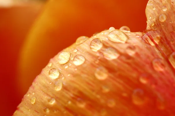 stock image Flowers