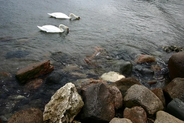 Море лебедів — стокове фото