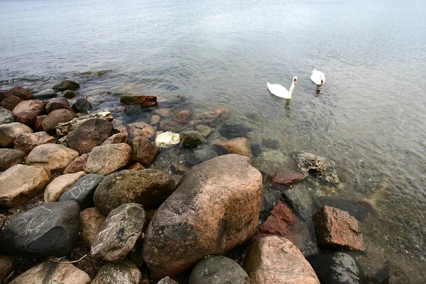 Sea swans — Stock Photo, Image