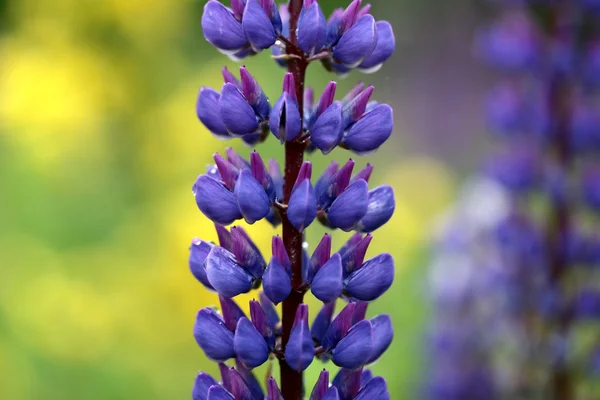 Lupin blomma närbild — Stockfoto