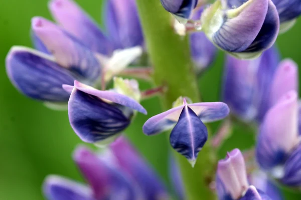 Lupin flor closeup — Fotografia de Stock