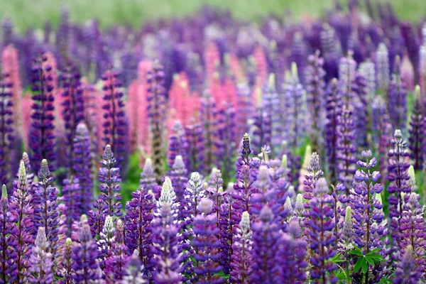 Lupin flower closeup — Stock Photo, Image