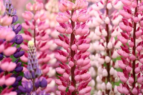 Lupin flor closeup — Fotografia de Stock