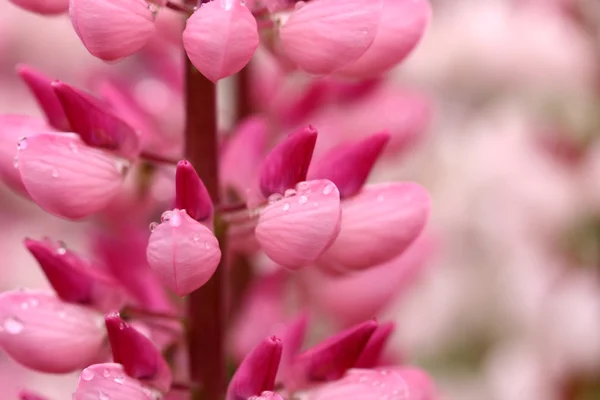 Λούπινου closeup λουλούδι — Φωτογραφία Αρχείου