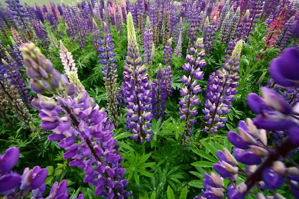 Lupin flower closeup — Stock Photo, Image