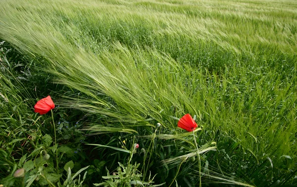 stock image Danish landscape01