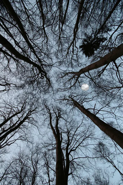 木と森 — ストック写真