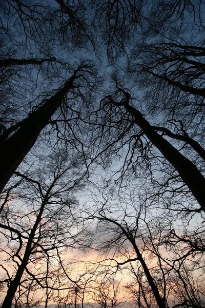 Árvores e floresta — Fotografia de Stock