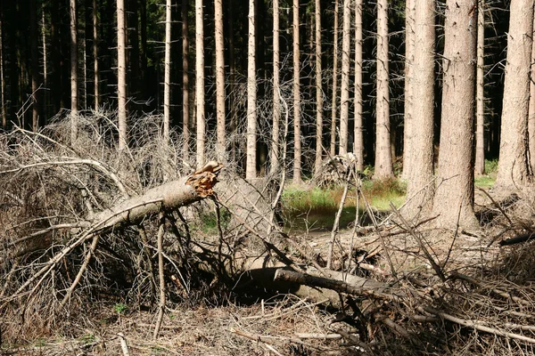 Árboles y bosque — Foto de Stock