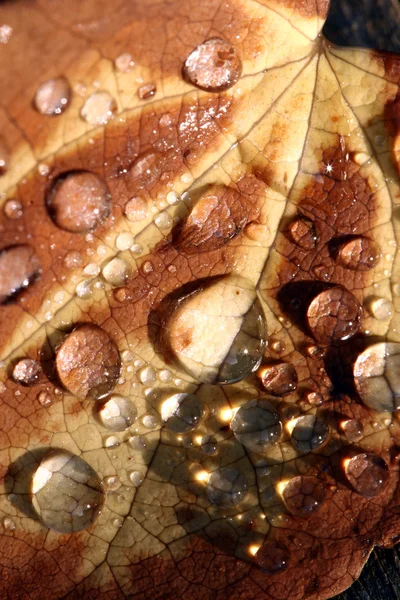 젖은 잎 — 스톡 사진