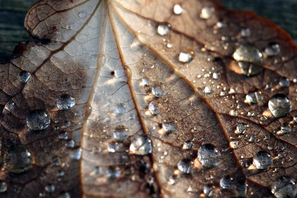 젖은 잎 — 스톡 사진