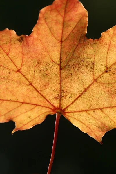 stock image Autumn leaves