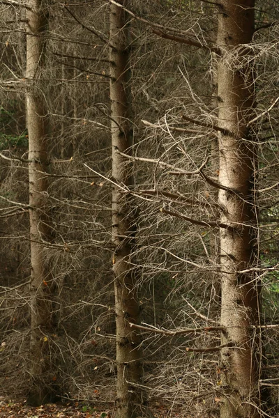 stock image Trees and forest