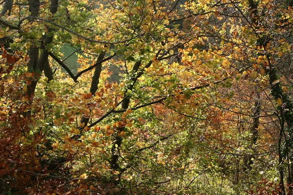 木と森 — ストック写真