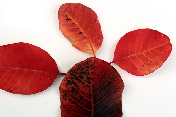 stock image Autumn leaves