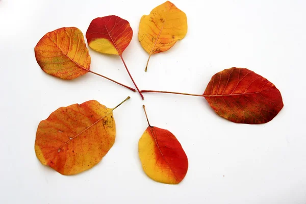 stock image Autumn leaves