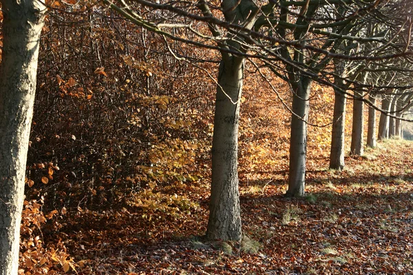 Dänischer Herbst — Stockfoto
