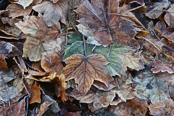 Folhas de inverno — Fotografia de Stock