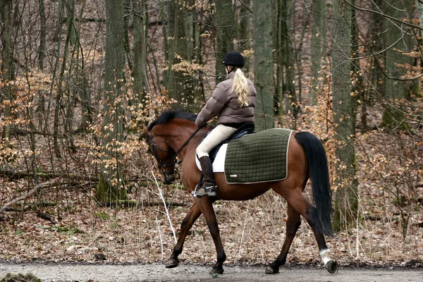 Cavalli a cavallo — Foto Stock