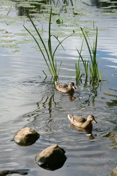 Lake stones ducks — Stock Photo, Image