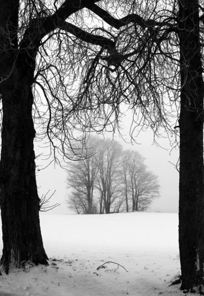 덴마크의 겨울 — 스톡 사진