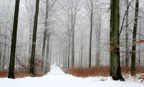Bosque en invierno — Foto de Stock