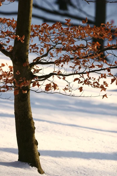 Invierno en denmark — Foto de Stock