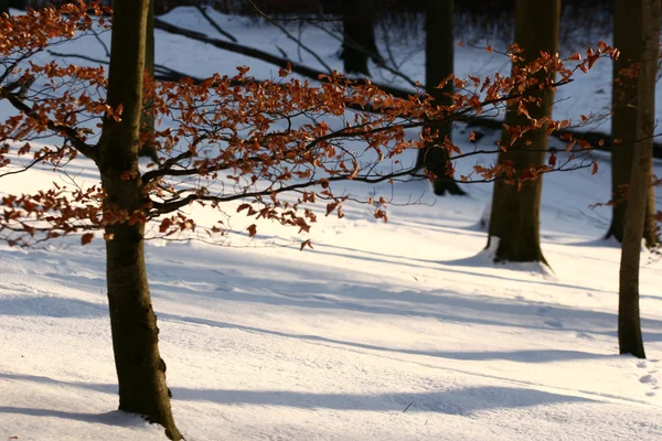 Iarna în Denmark — Fotografie, imagine de stoc