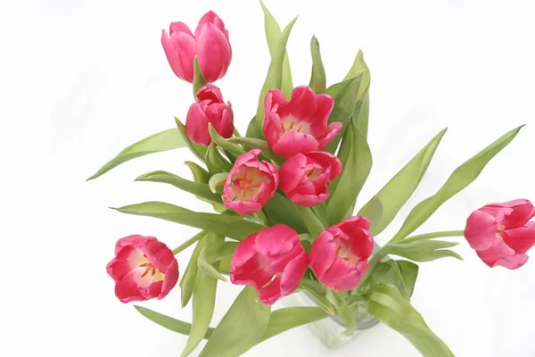 Tulips on snow — Stock Photo, Image